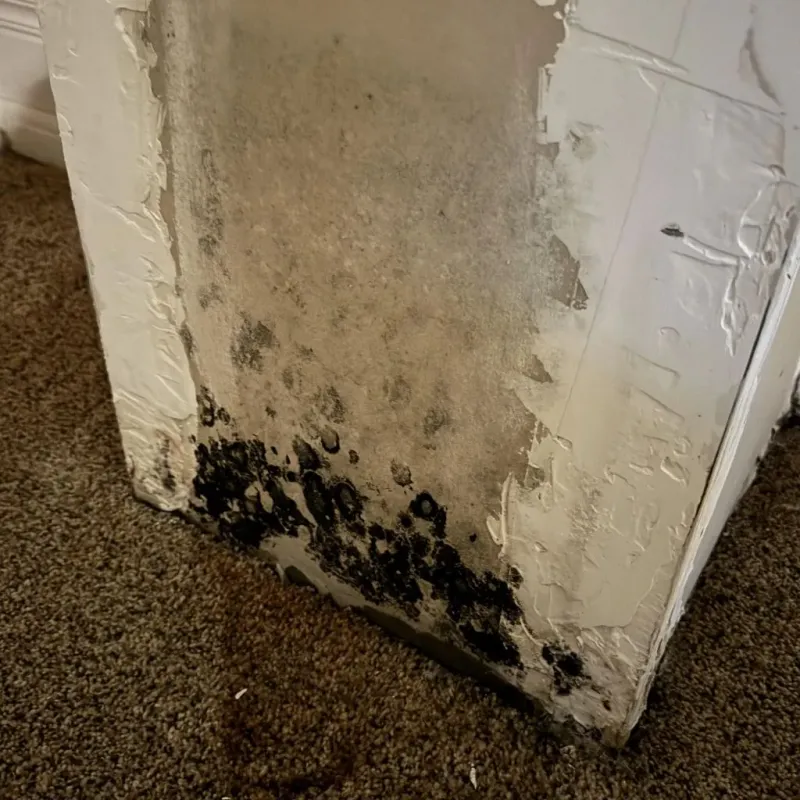 Professional Mold Removal in Minco, OK